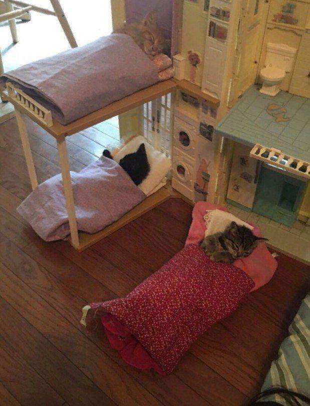 Котики в кроватках
