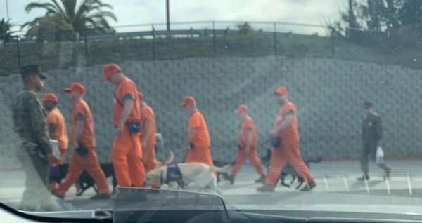 Заключённых используют для выгула собак из приюта