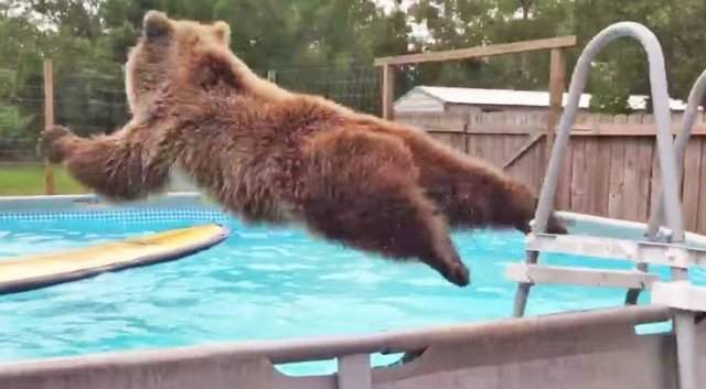 Медведь прыгает в бассейн