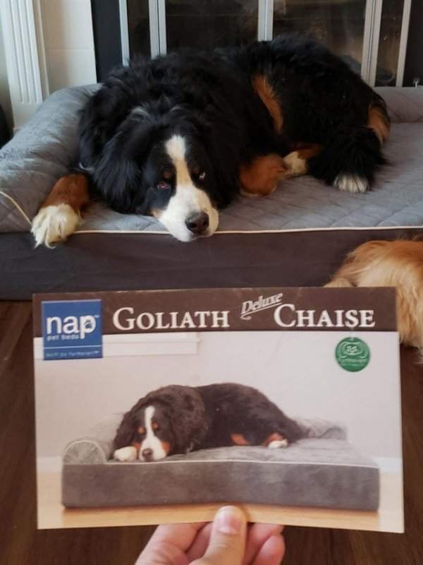 Пес выглядит точно так же, как и собака на упаковке его лежака