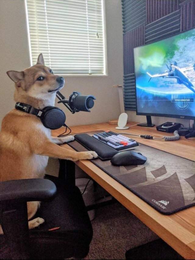 Собака-геймер