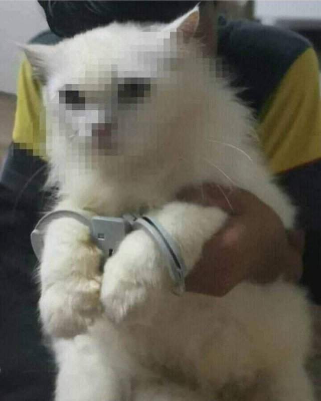 Арестованный котик
