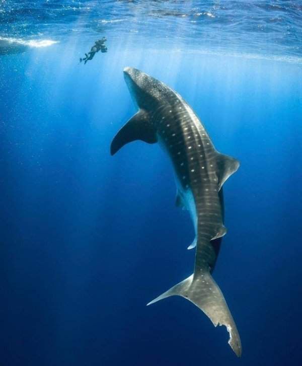 Громадная китовая акула