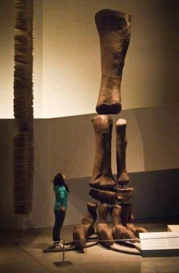 Размер ноги аргентинозавра
