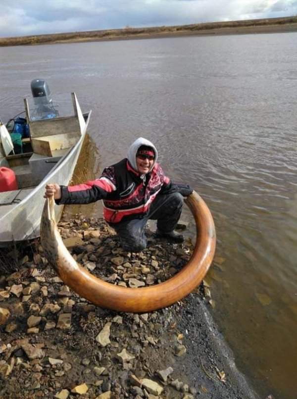 Бивень мамонта, найденный в Арктике