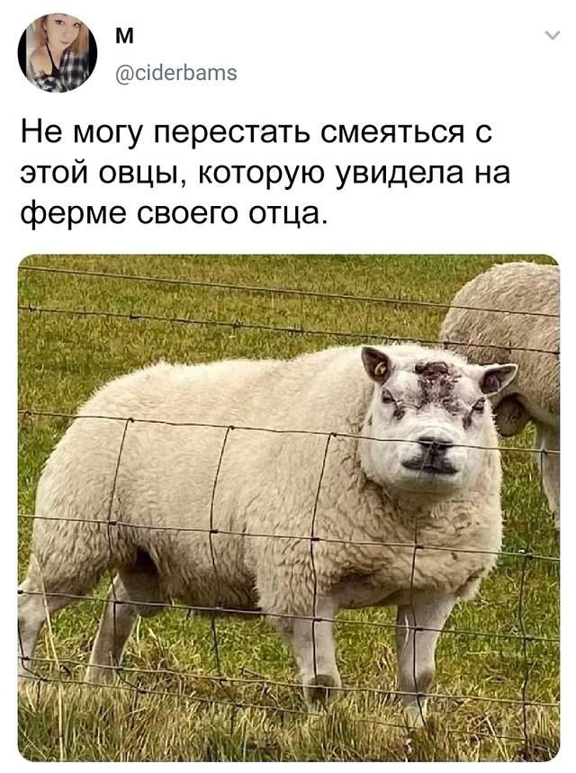 твит про овцу