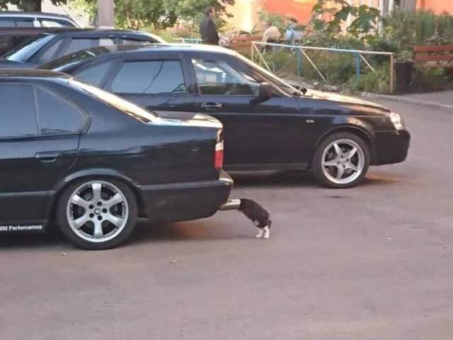Кот и автомобиль