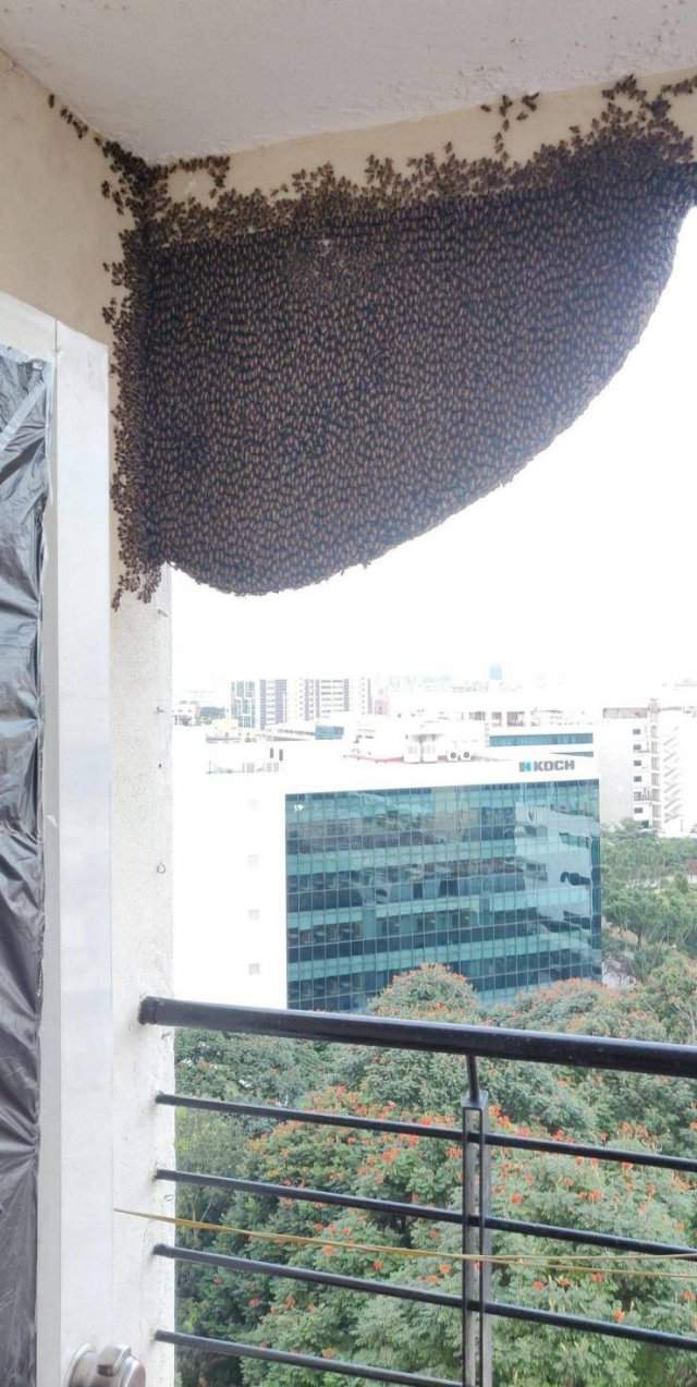 Пчелы на балконе