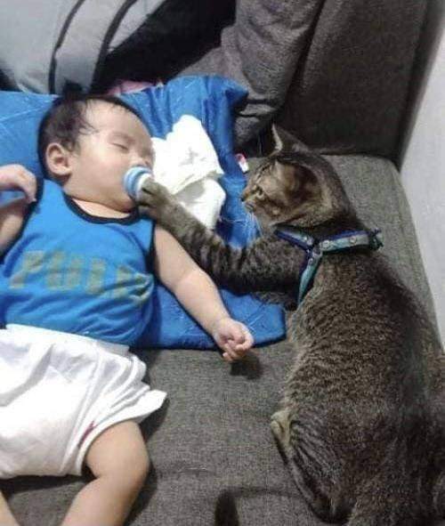 Кот и младенец