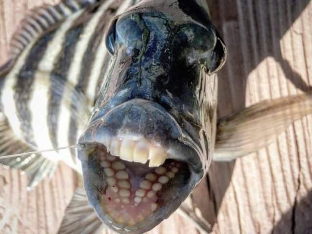 Рыба с зубами