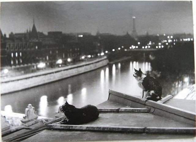 Коты на крыше дома. Париж, 1954 год.