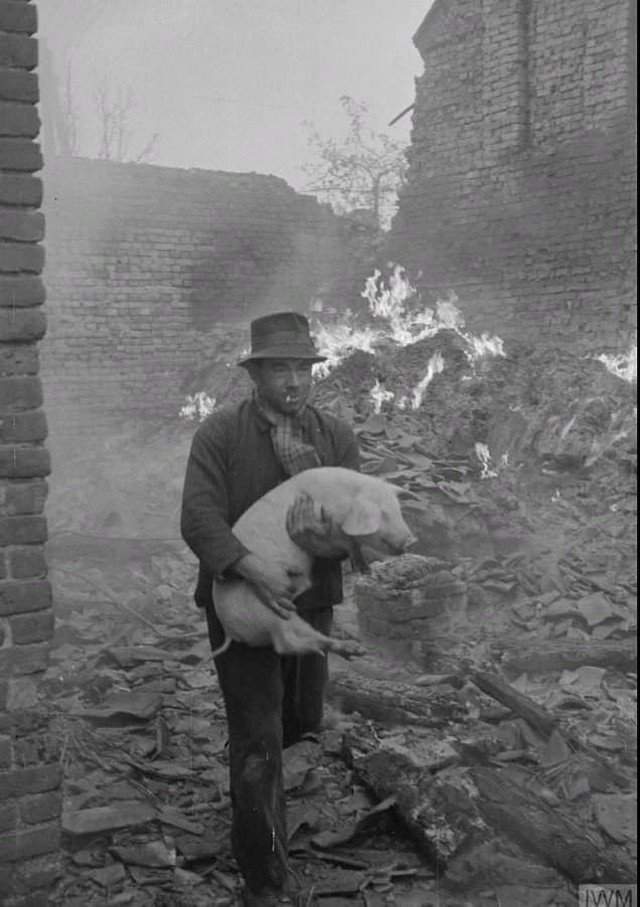 Голландец спасает свинью во время боев в районе Маас, январь 1945 года.