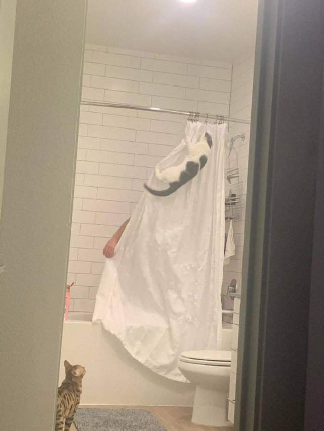 Кот лезет на шторку в ванной