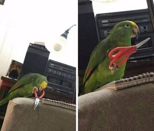 Опасный попугай