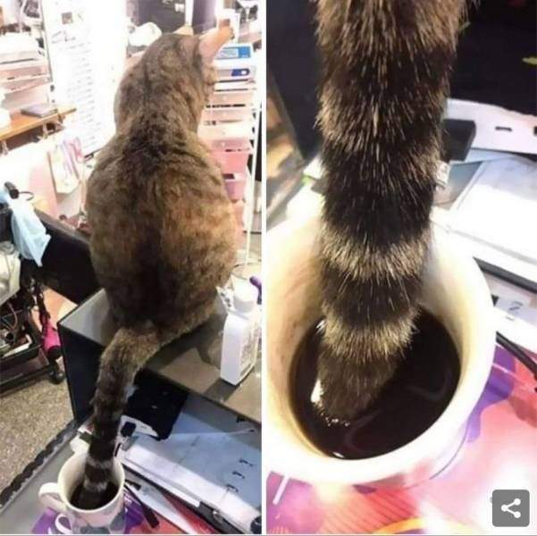 Хвост кота в чашке