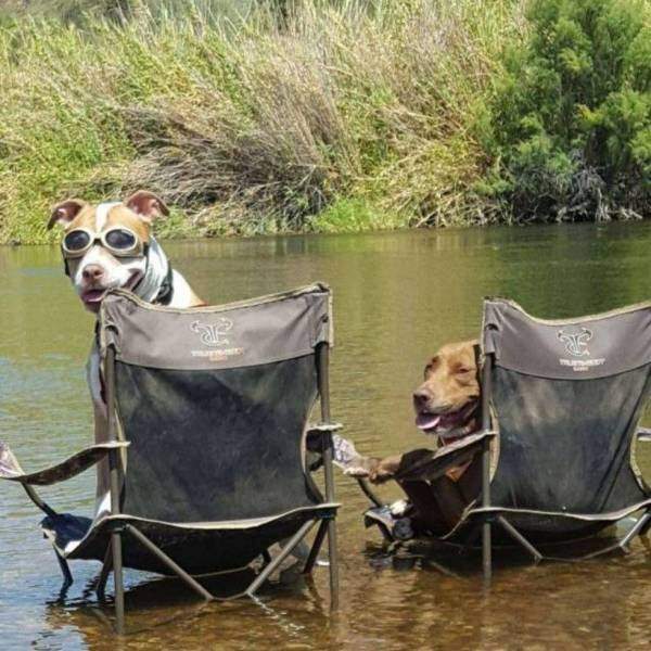Собаки сидят на креслах