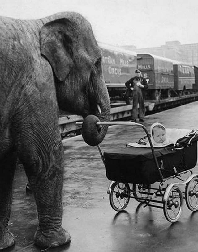 Слон Кама гуляет с дочкой цирковой укpотительницы, 1958 год.