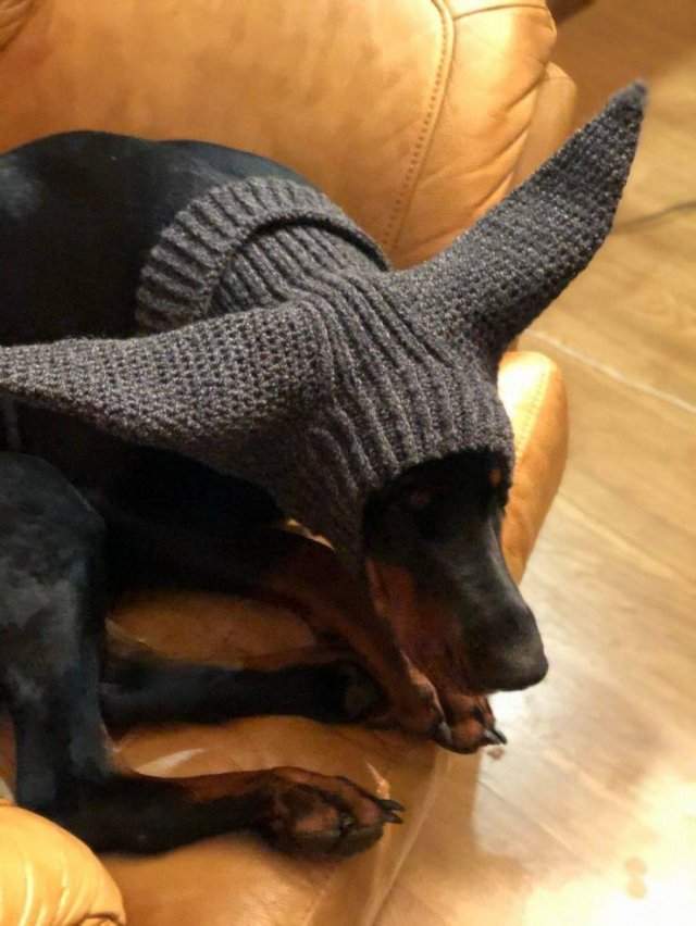 Вязанная шапка для собаки