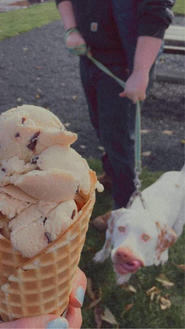 Собака и морожено