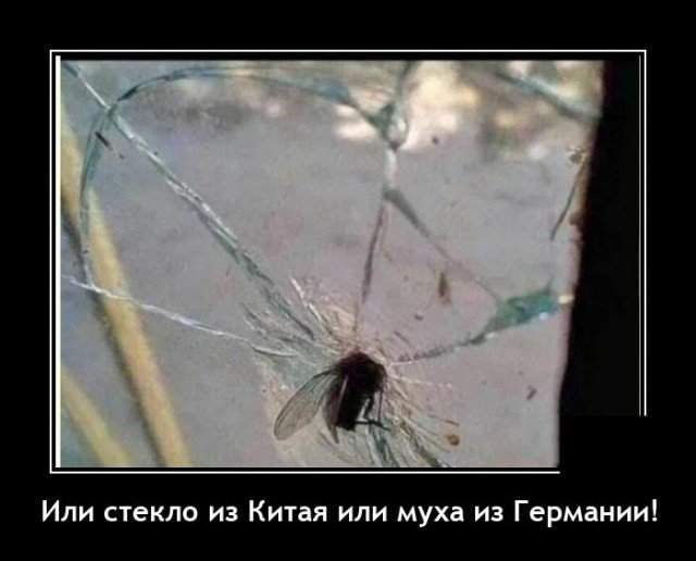 Демотиватор про муху