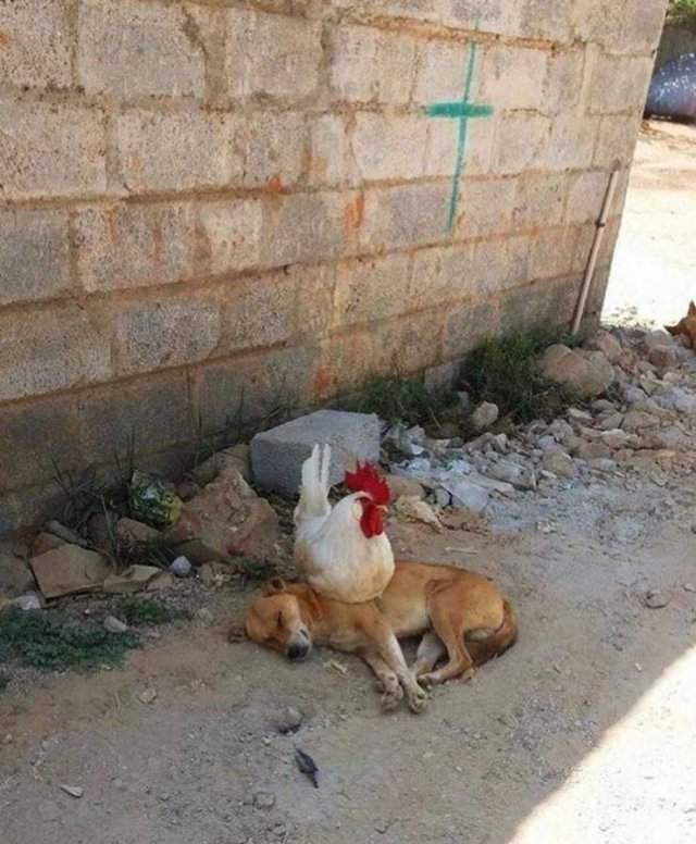 Курица сидит на собаке