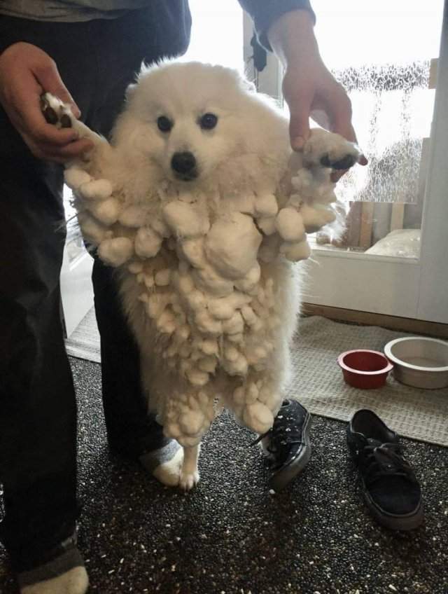 Собака и снег на шерсти