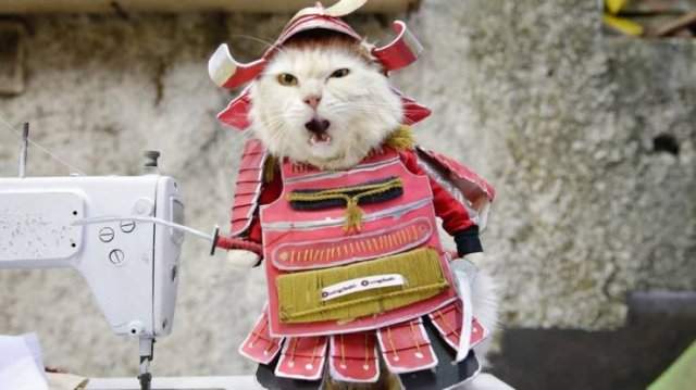 Котик-самурай