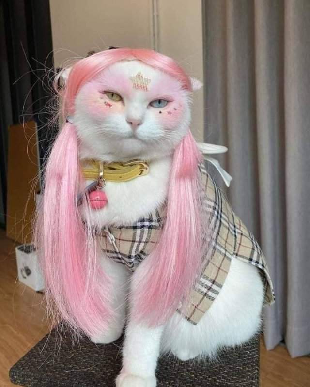 Кошка с розовыми косичками
