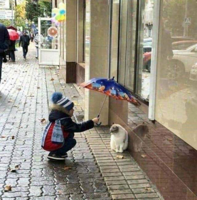 Зонтик над котом во время дождя