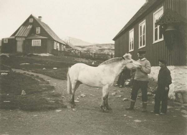 Единственная лошадь в городе Нуук. 1906 г.