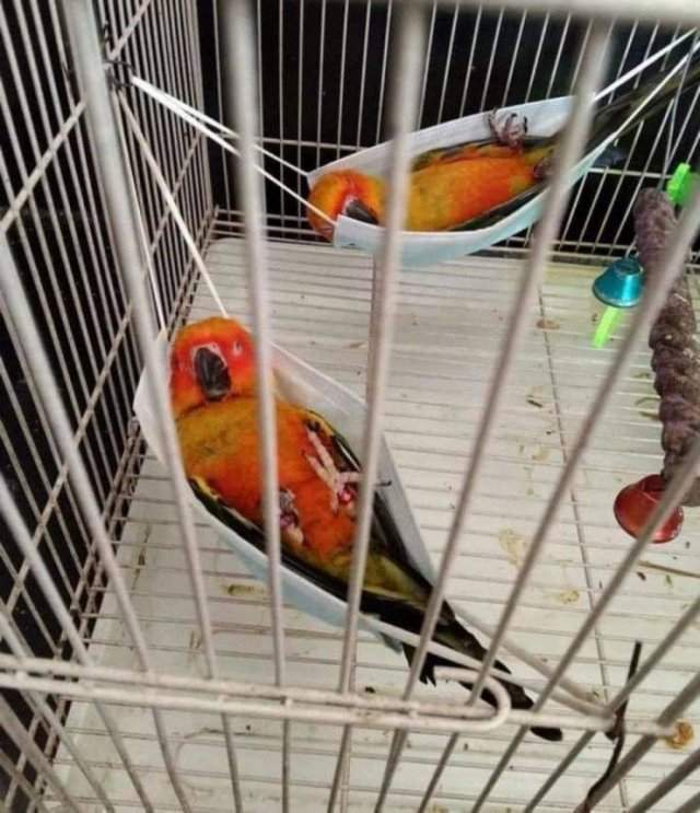 Спящие попугаи