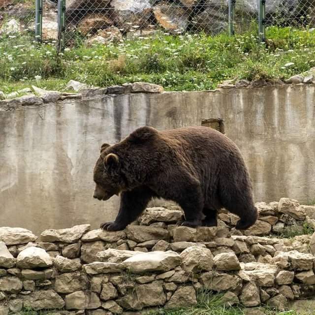 Медвежий приют в деревне Кутерево