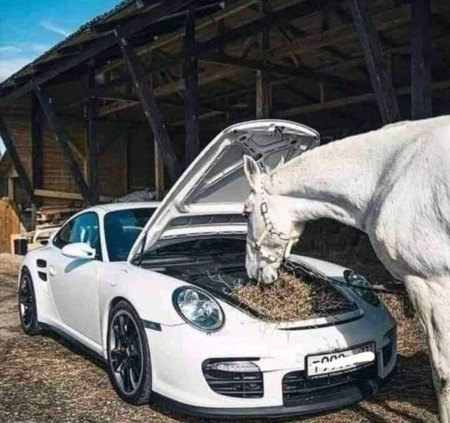 Porsche и лошадь