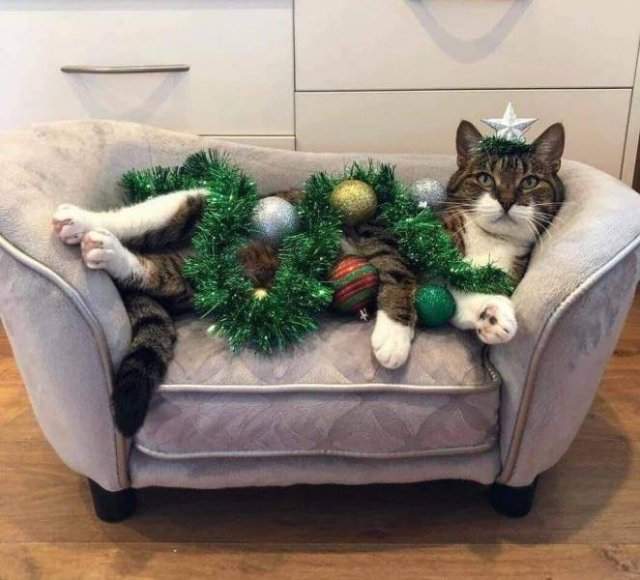 Кот готов к Новому году