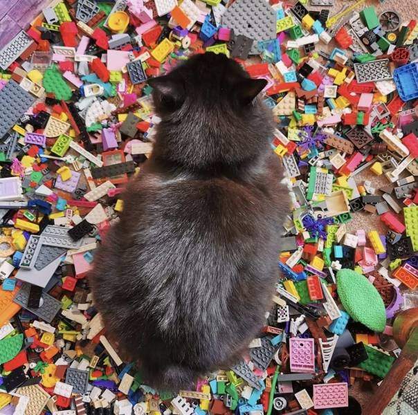 Кот лежит на LEGO