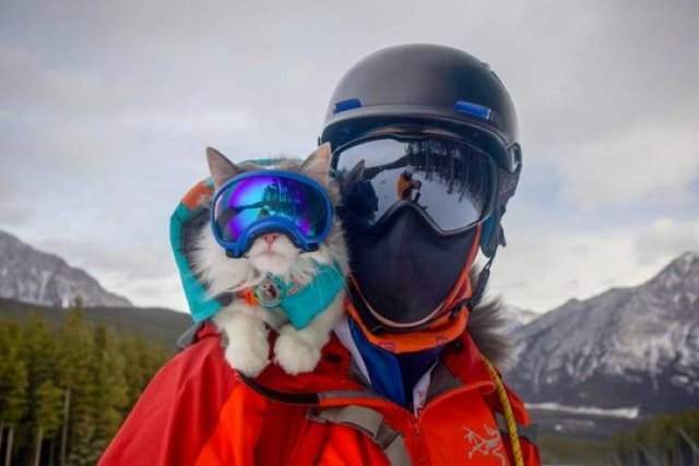 Кот-лыжник