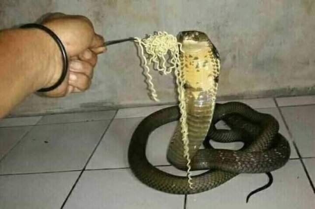 Змея и лапша