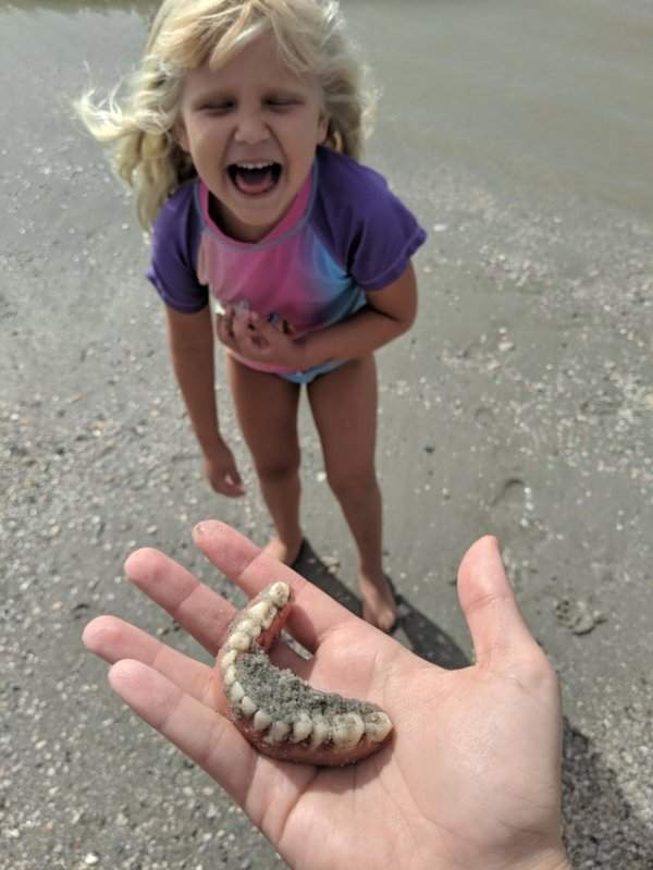 Папа и дочь собирали акульи зубы на пляже.