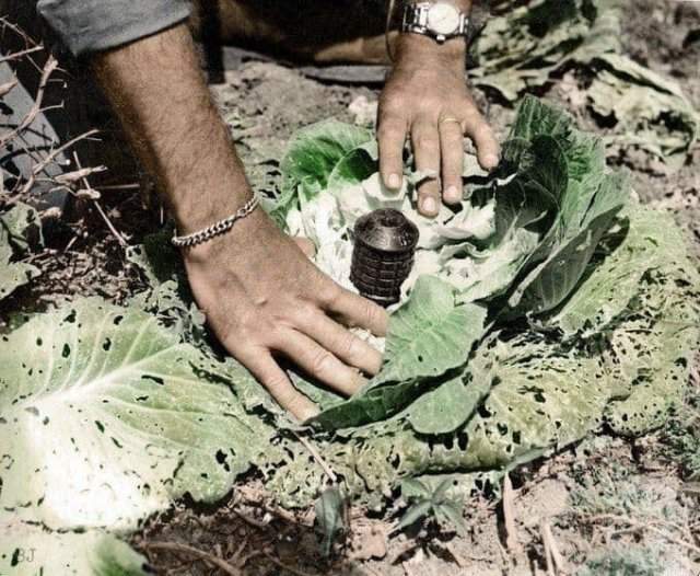 Мина, замаскированная под кочан капусты в Окинаве, 1945 год.