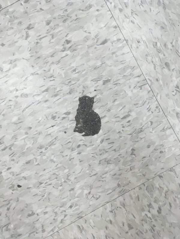 Жвачка, приклеившаяся к полу, напоминает блестящего чёрного кот