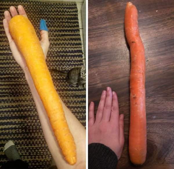 Гигантские морковки