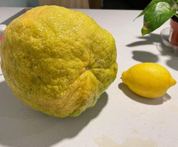Лимон Пондероза по сравнению с обычным магазинным лимоном