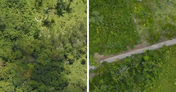 Ураган Мария нанёс ущерб лесам в Пуэрто-Рико
