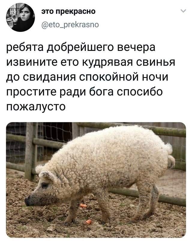 твит про свинью