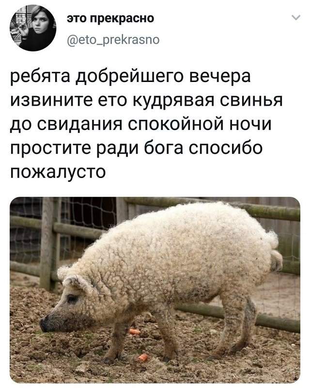 твит про свинью твит про свинью