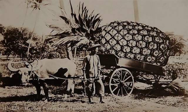 Перевозка ананасов, Гонолулу