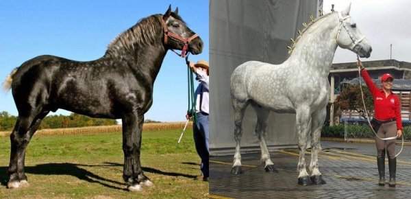 Это одна и та же лошадь с разницей в 5 лет