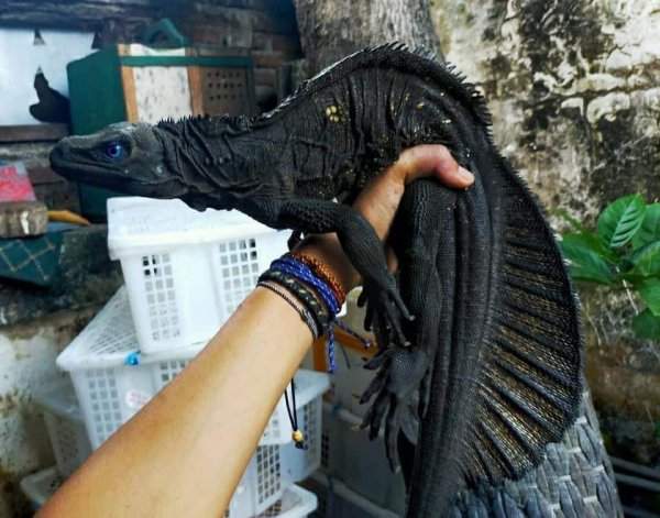 Филиппинский гидрозавр, «парусная ящерица»