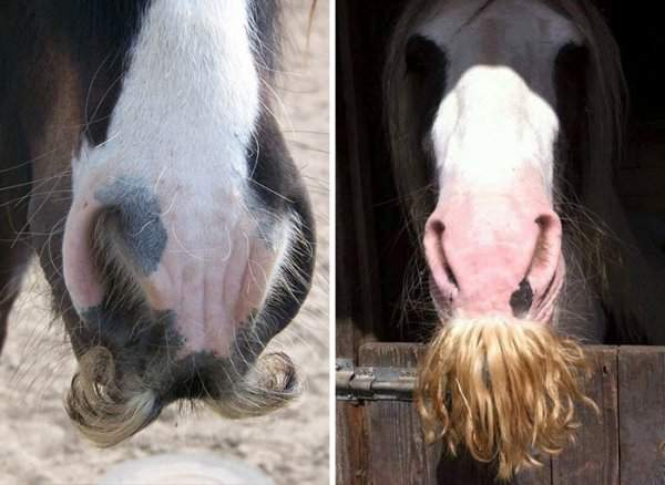 Цыганский ваннер — порода лошадей, у которых растут усы
