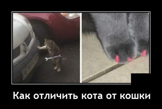 Демотиватор про кота и кошку